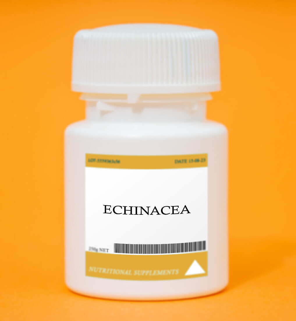 Container of echinacea