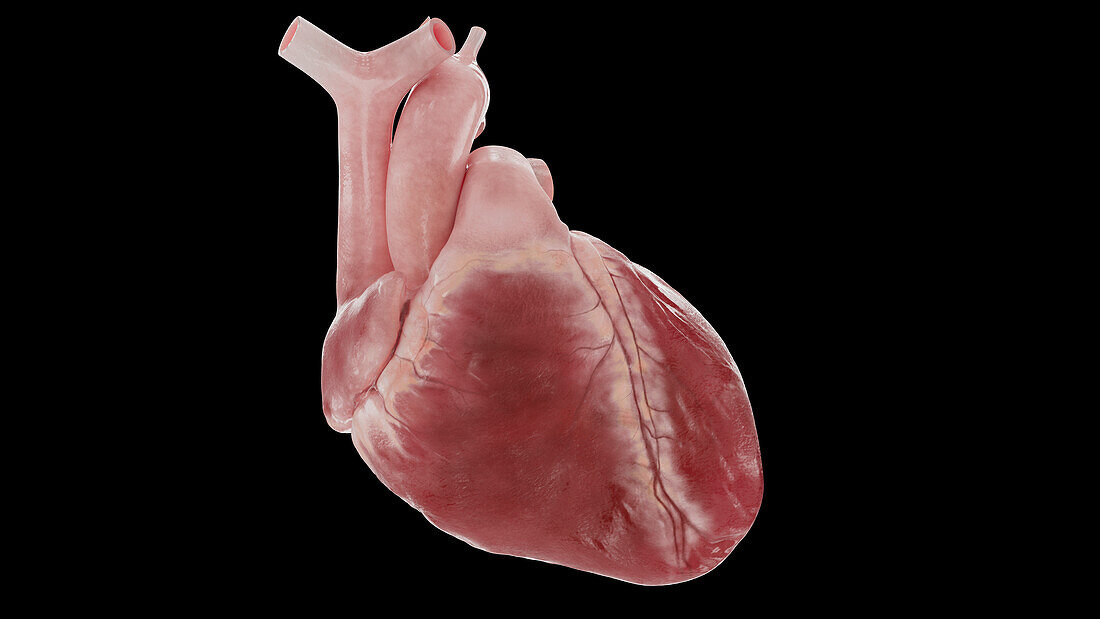 Human heart with black background, illustration