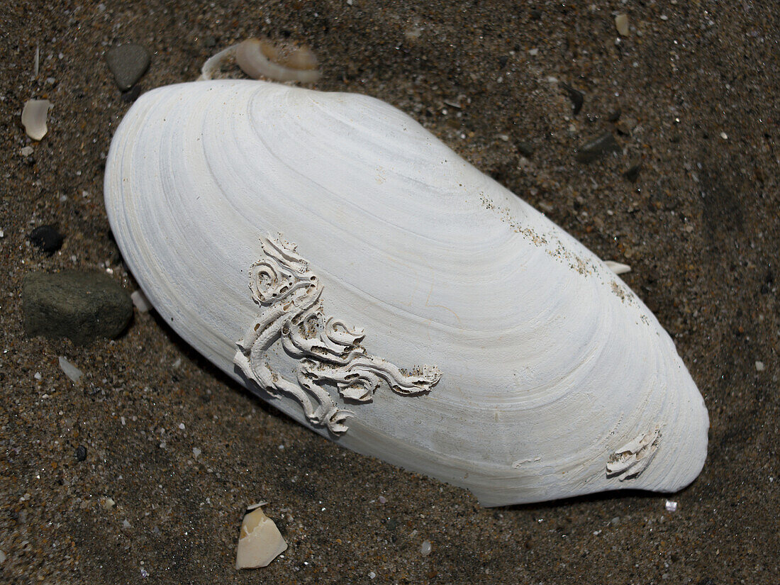 Worm casts on sea shell