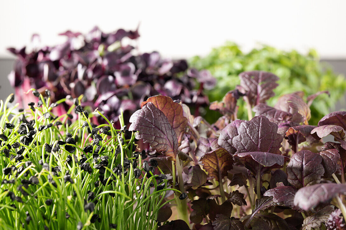 Nahaufnahme verschiedener Arten von Microgreens