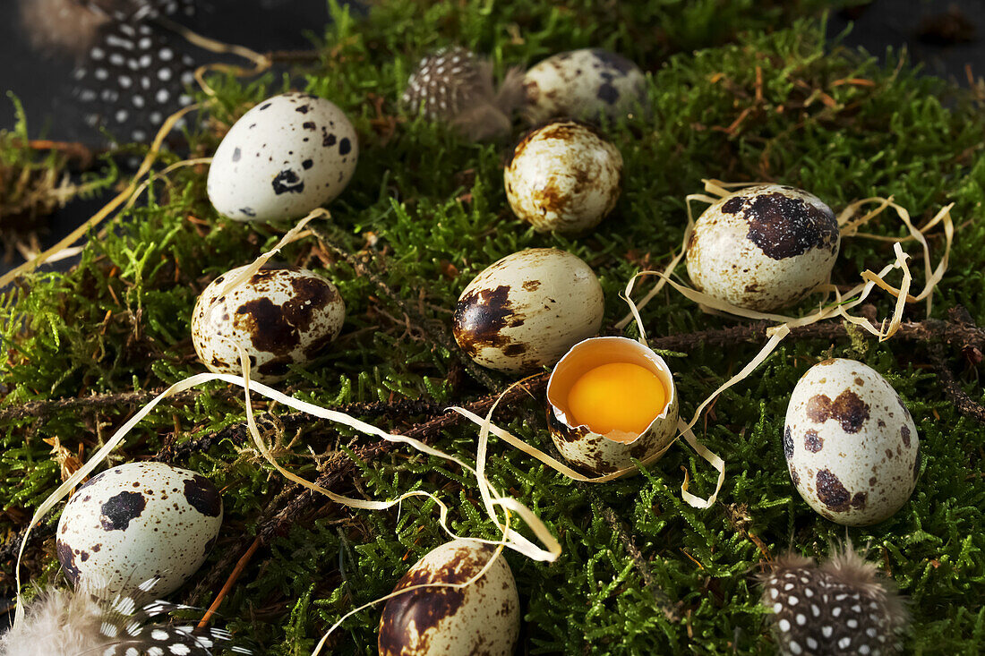 Quail eggs on moss