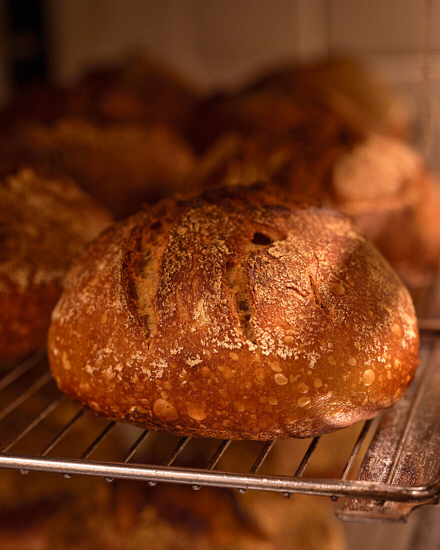 Freshly baked bread