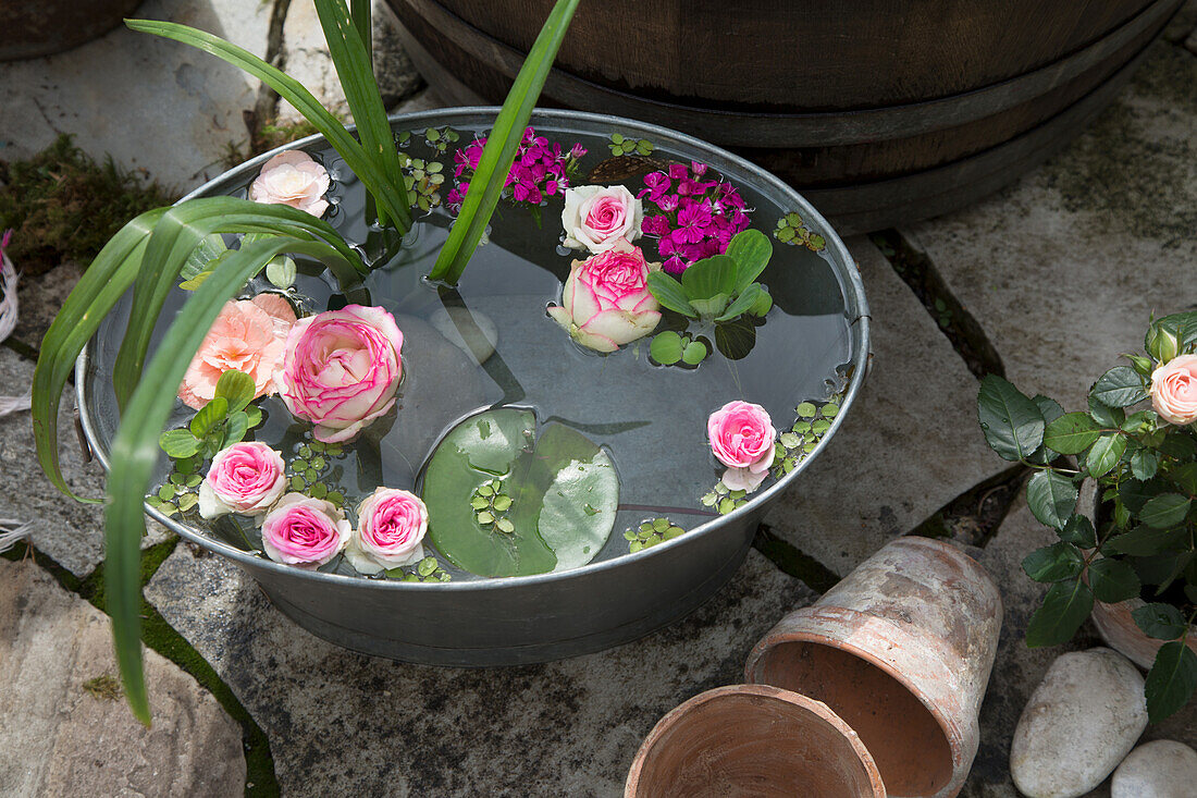 Decorative mini pond with floating roses in the garden
