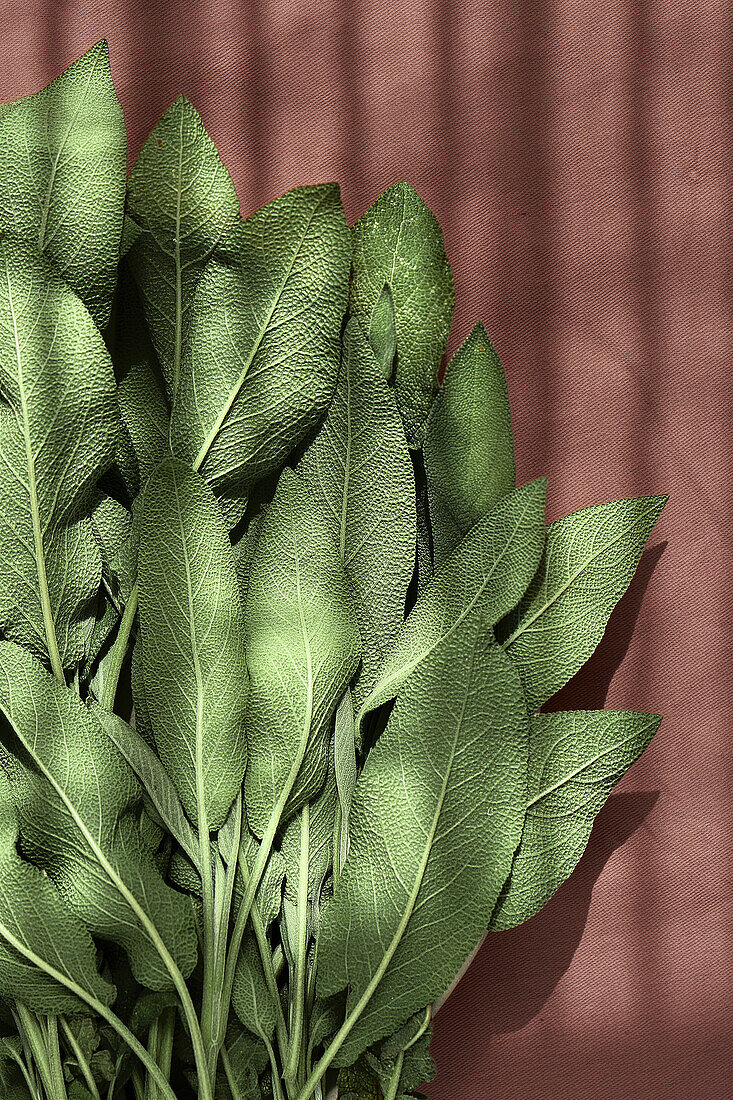 Bunch of fresh sage in the sunlight