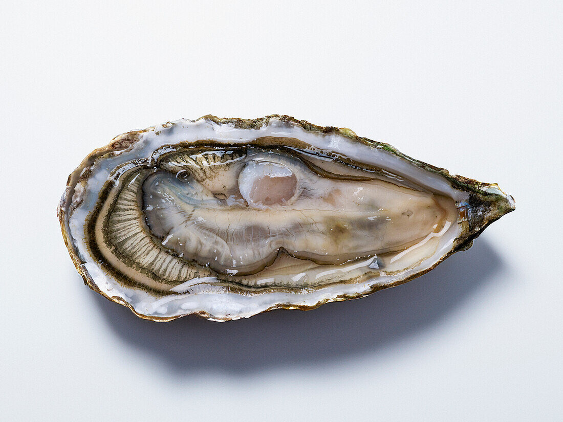 Opened oyster (bird island)