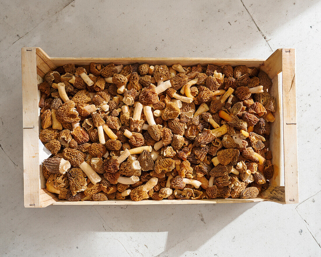 Fresh morels in a wooden box