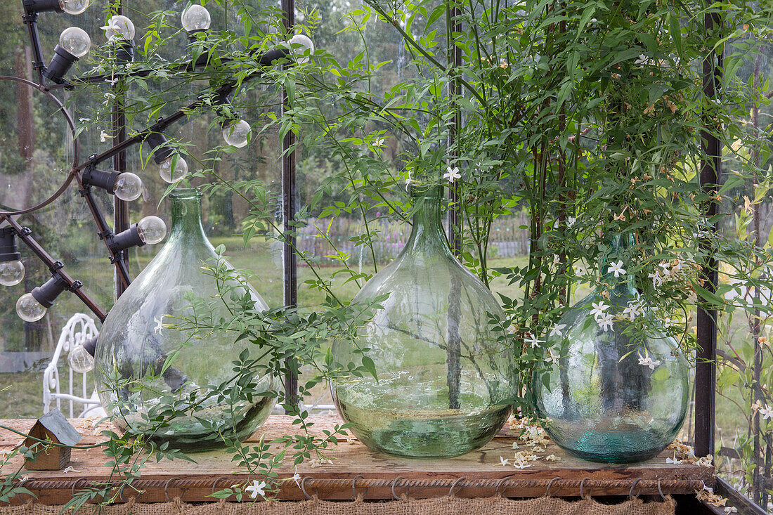 Dekorative Glasvasen mit Rankpflanzen und Lichterkette im Gewächshaus