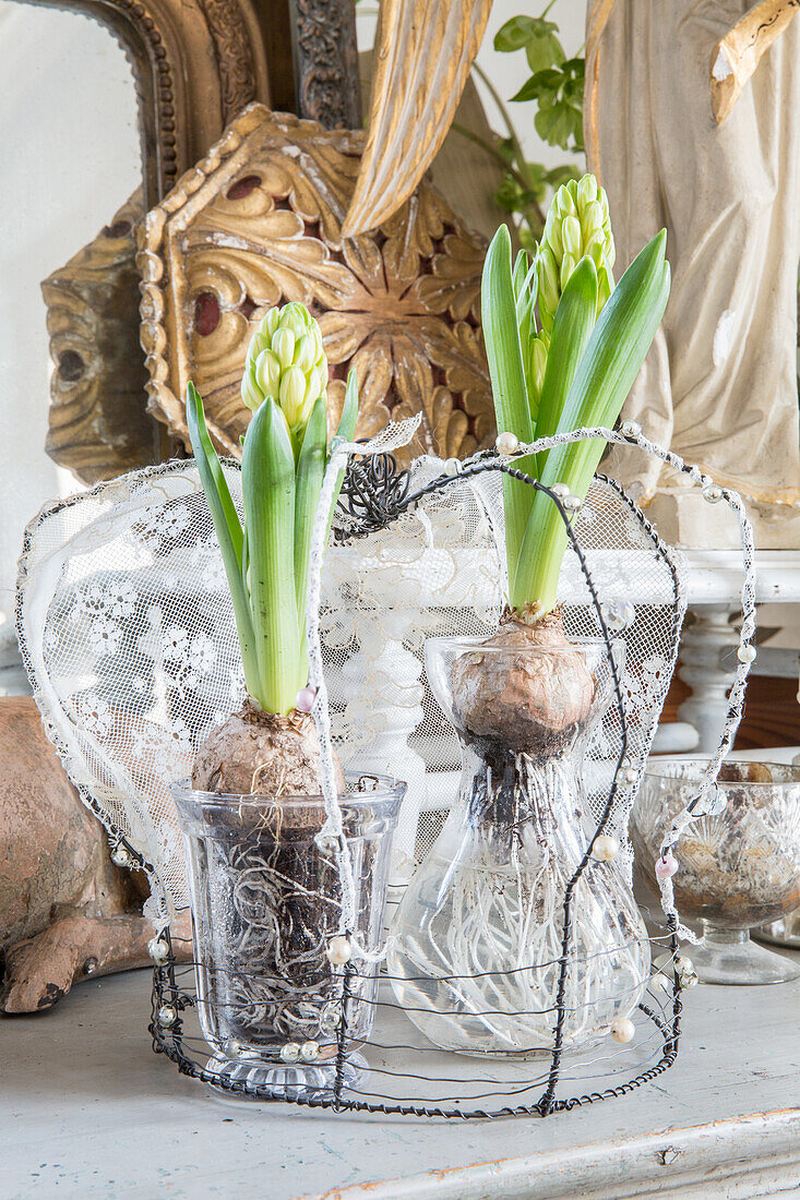 Hyacinths with bulbs in glass vases and decorative frame made of wire and lace