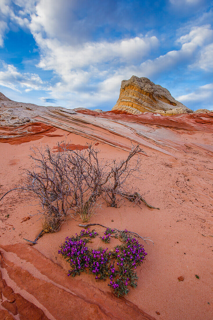 Newberry's Milkvetch in bloom in the White Pocket Recreation Area, Vermilion Cliffs National Monument, Arizona. Lollipop Rock is in the background.