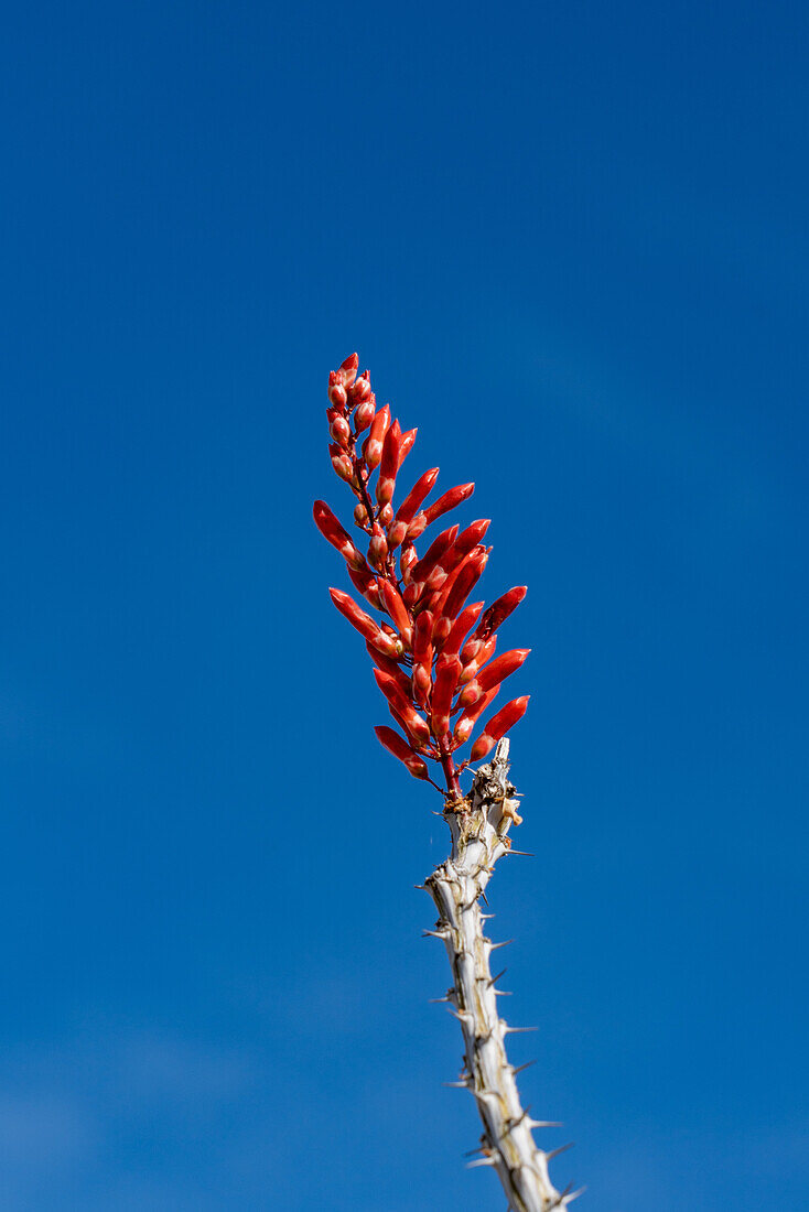 Ocotillo, Fouquieria splendens, flower buds in the Sonoran Desert near Quartzsite, Arizona.