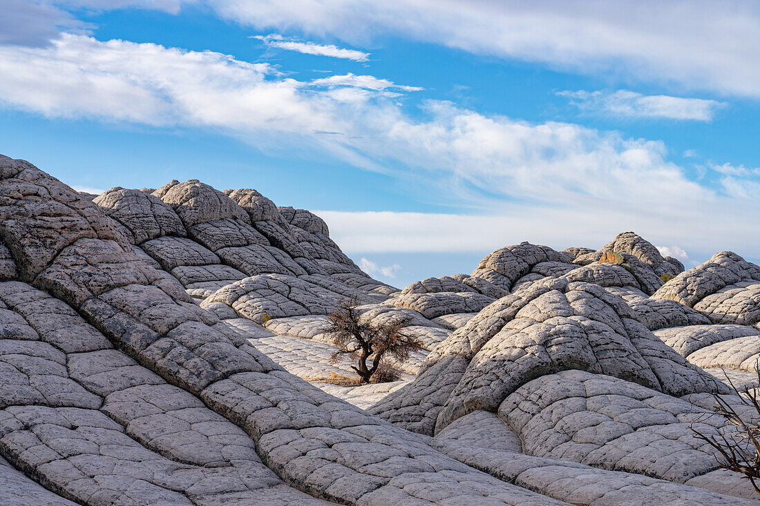 White pillow rock or brain rock sandstone in the White Pocket Recreation Area, Vermilion Cliffs National Monument, Arizona. A form of Navajo sandstone.