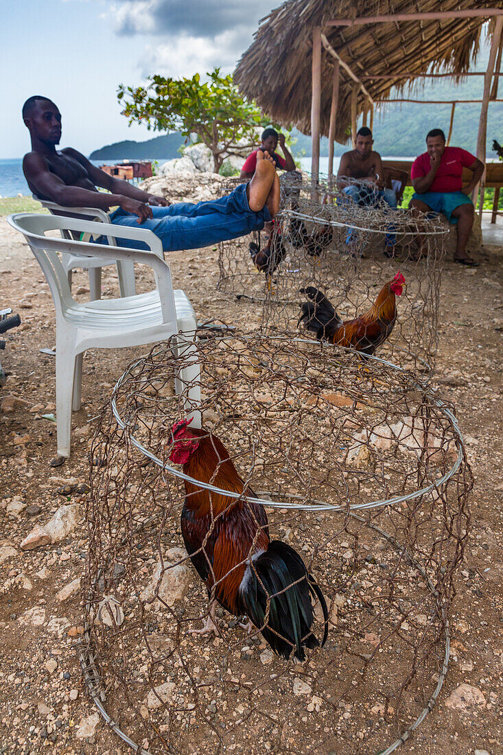 Vier junge Männer mit ihren Kampfhähnen in Ställen an einer Straße in der ländlichen Dominikanischen Republik. Hahnenkämpfe sind in diesem Land legal.