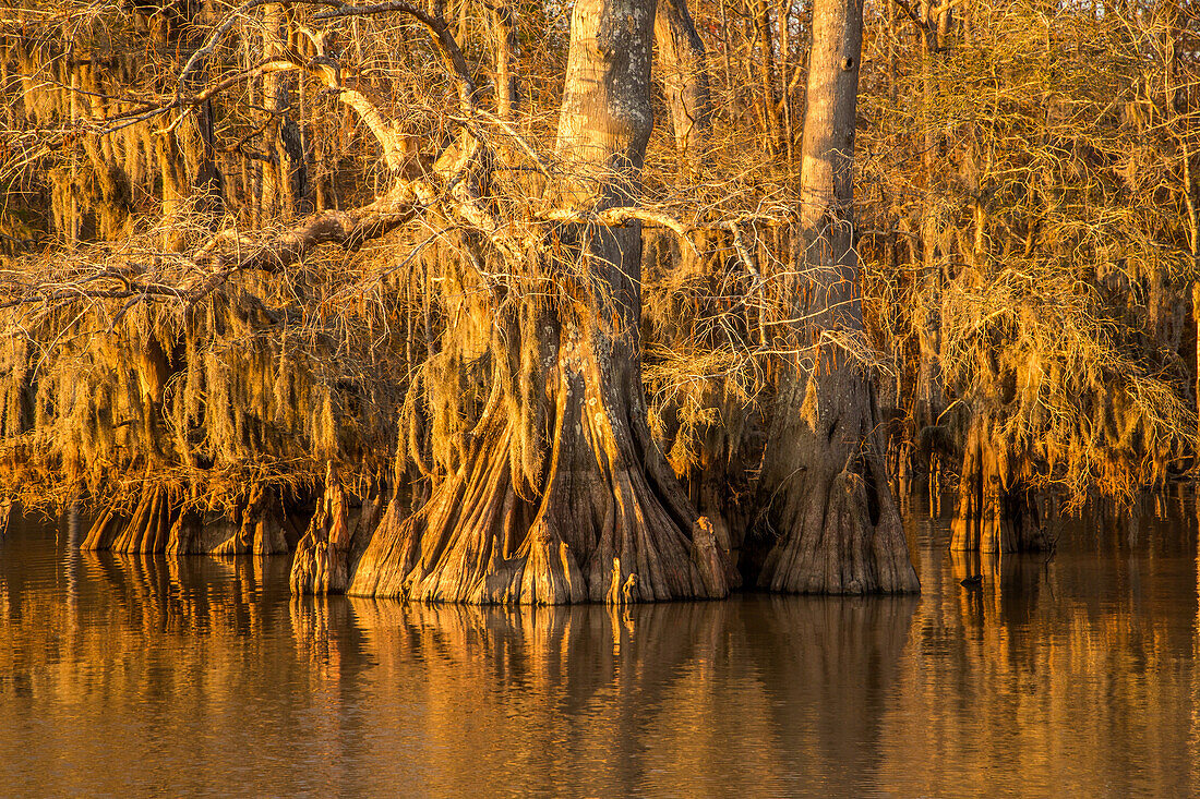 Alte, mit spanischem Moos bewachsene Sumpfzypressen im Dauterive-See im Atchafalaya-Becken oder -Sumpf in Louisiana