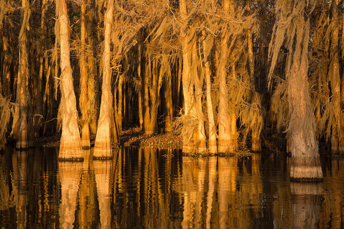 Golden sunrise light on bald cypress trees draped with Spanish moss in a lake in the Atchafalaya Basin in Louisiana.