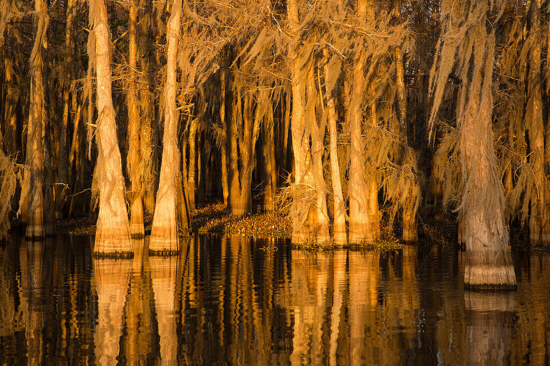 Goldenes Licht bei Sonnenaufgang auf mit spanischem Moos bewachsenen Sumpfzypressen in einem See im Atchafalaya-Becken in Louisiana