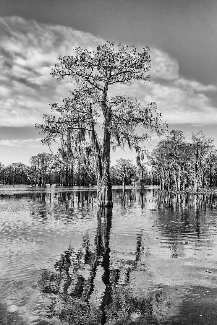 A bald cypress tree draped with Spanish moss reflected in a lake in the Atchafalaya Basin in Louisiana.