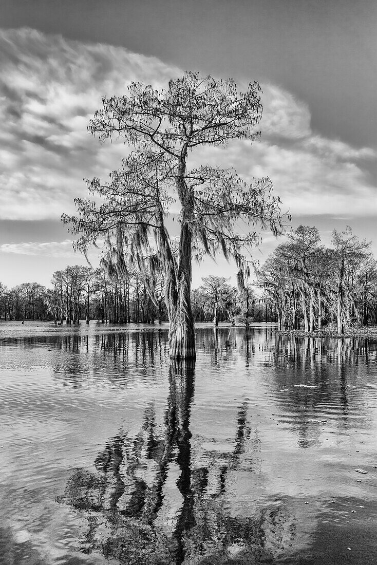 Eine mit Spanischem Moos bewachsene Sumpfzypresse spiegelt sich in einem See im Atchafalaya-Becken in Louisiana