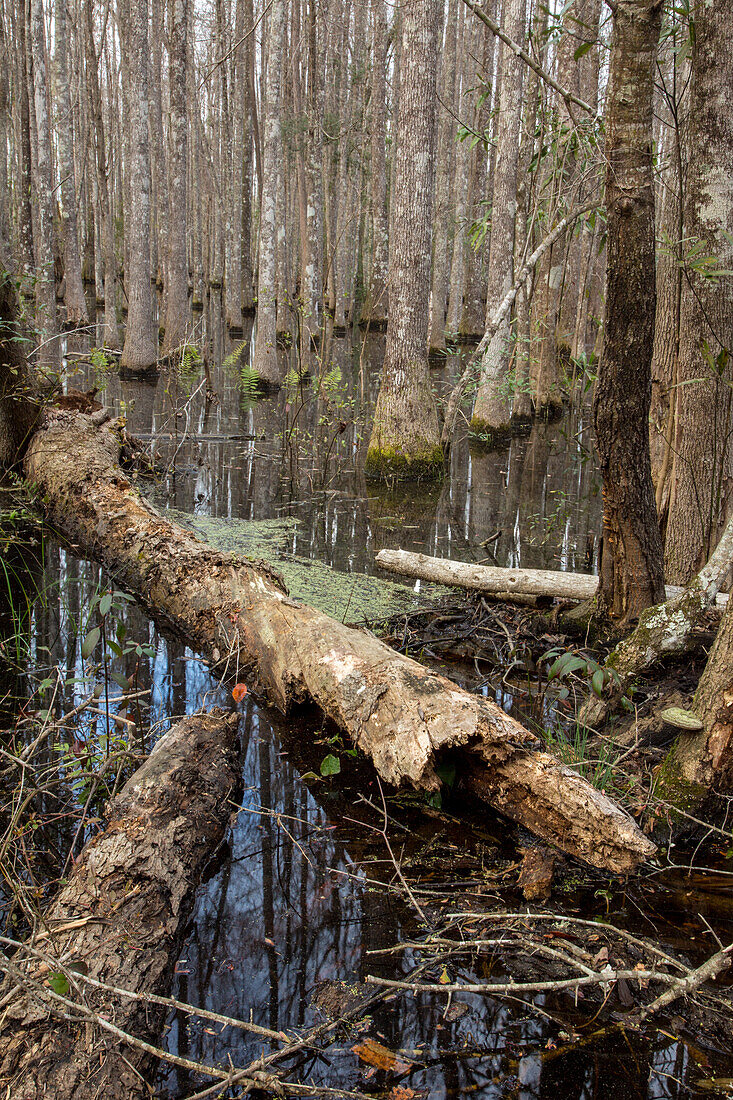 Ein umgestürzter Baumstamm in einem Wald aus Wasser-Tupelo-Bäumen, Nyssa aquatica, in einem Sumpfgebiet im Panhandle von Nordflorida