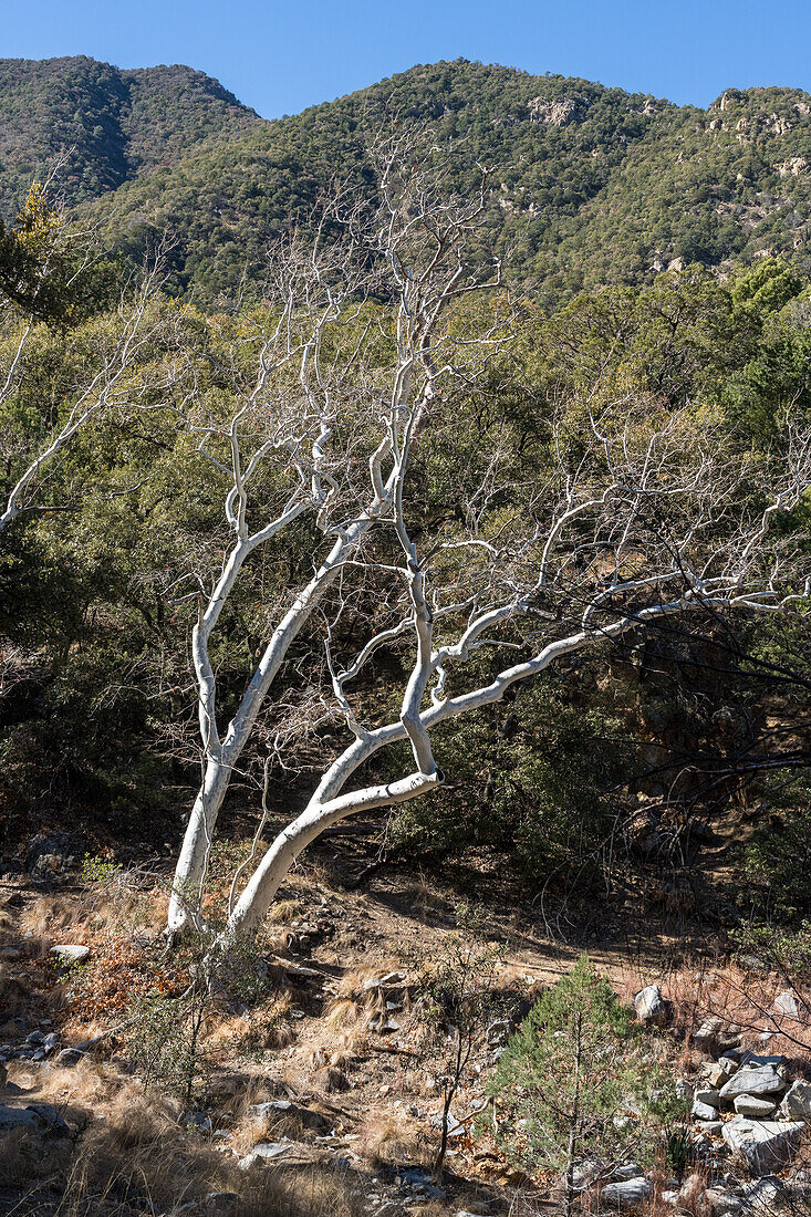 Eine Arizona-Erle, Alnus oblongifolia, im Winter im Madera Canyon, Arizona