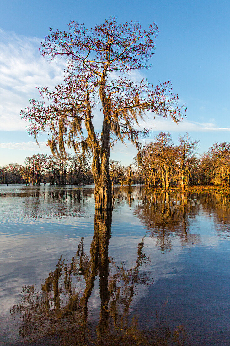 Eine mit Spanischem Moos bewachsene Sumpfzypresse spiegelt sich in einem See im Atchafalaya-Becken in Louisiana