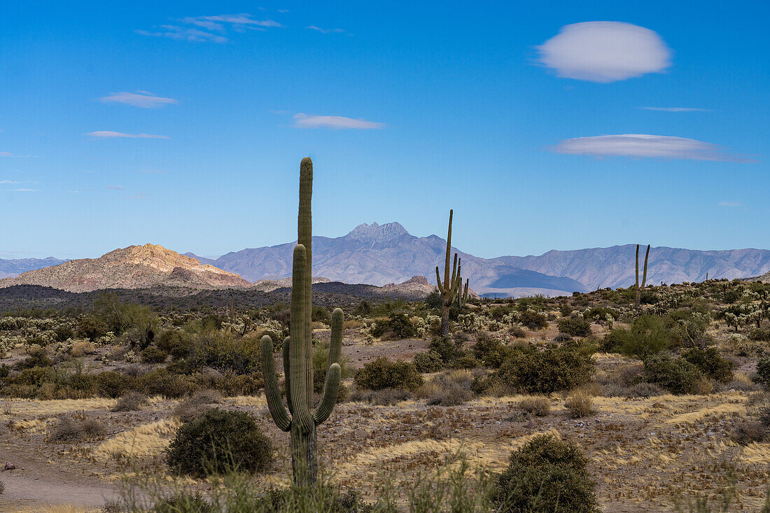 Saguaro-Kakteen umrahmen die Four Peaks. Lost Dutchman State Park, Apache Junction, Arizona