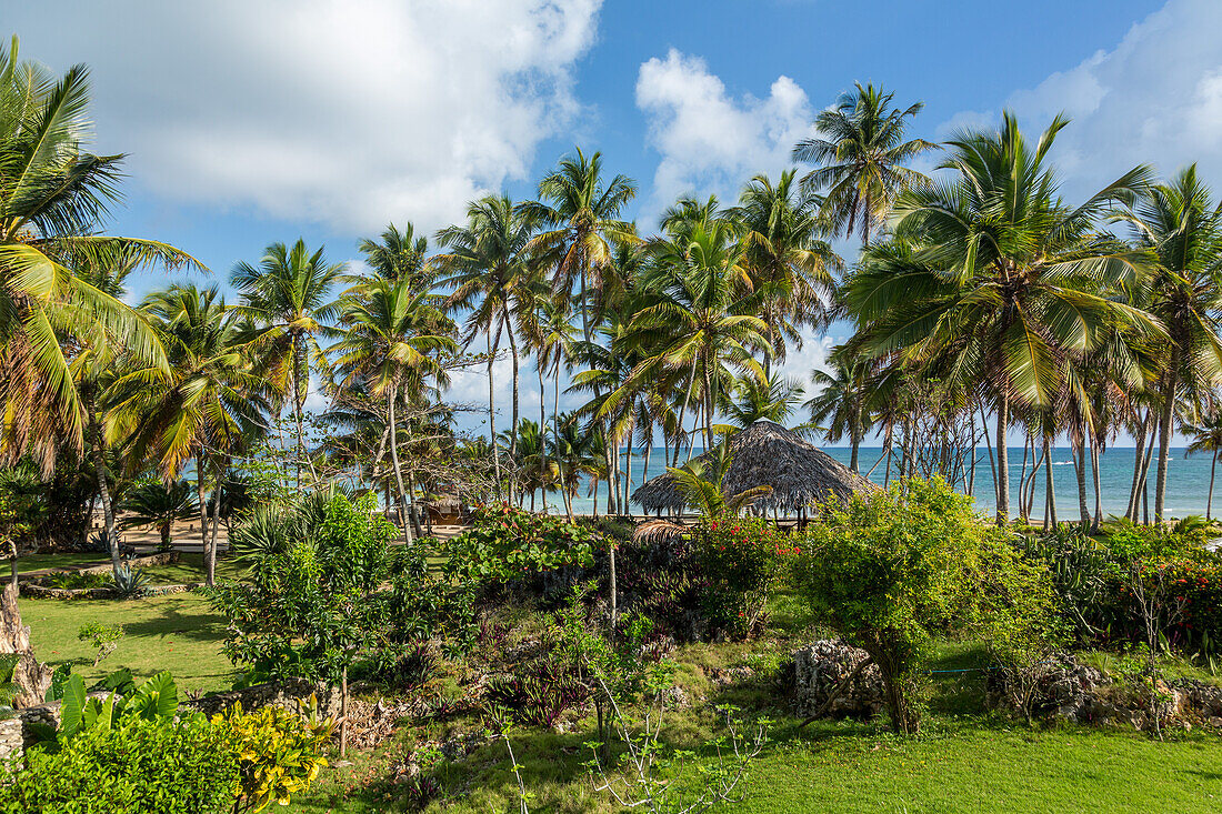Palmen auf dem Gelände eines kleinen Hotels in Bahia de Las Galeras auf der Halbinsel Samana, Dominikanische Republik