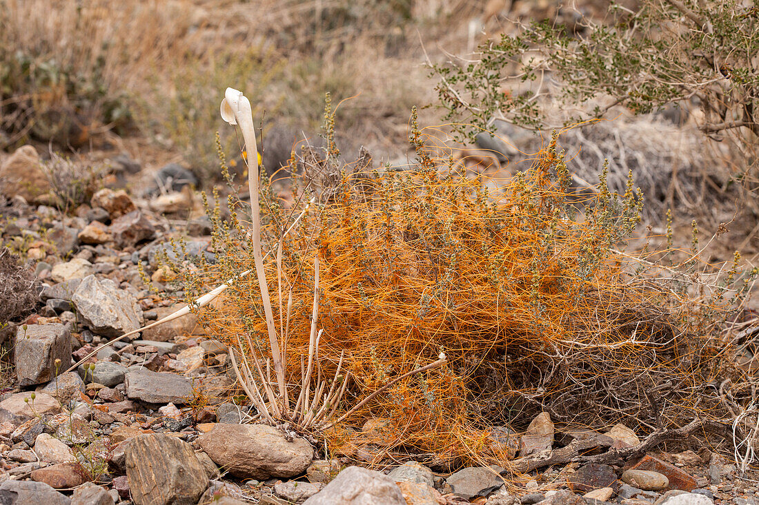 Kleinzahntang, Cuscuta denticulata, ist eine parasitäre Pflanze, die als Weinstock wächst. Death Valley National Park, Kalifornien. Auch bekannt als Hexenhaar