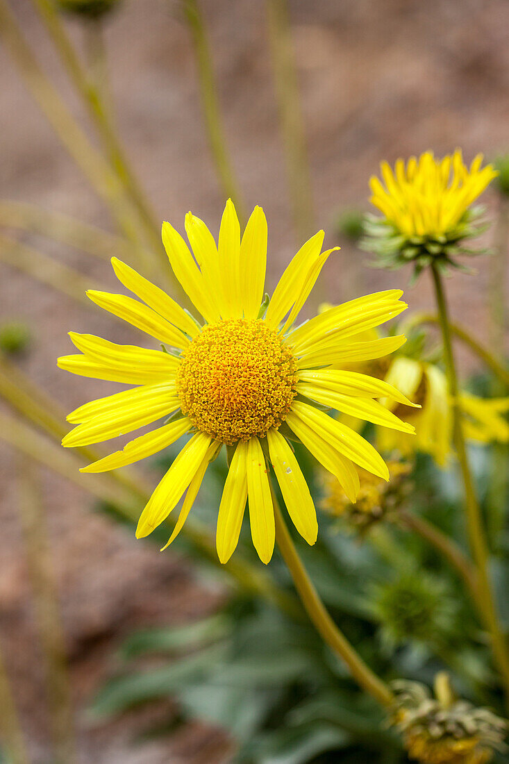 Panamint Daisy, Enceliopsis covillei, blüht im Frühjahr im DeathValley N.P., Kalifornien. Sie kommt nur an den felsigen Hängen der westlichen Himmelsinsel der Panamint Range, westlich des Death Valley, vor.