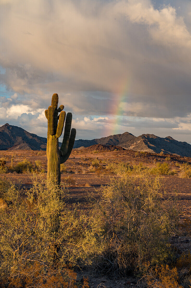 Saguaro cactus and a rainbow over the Plomosa Mountains in the Sonoran Desert near Quartzsite, Arizona.