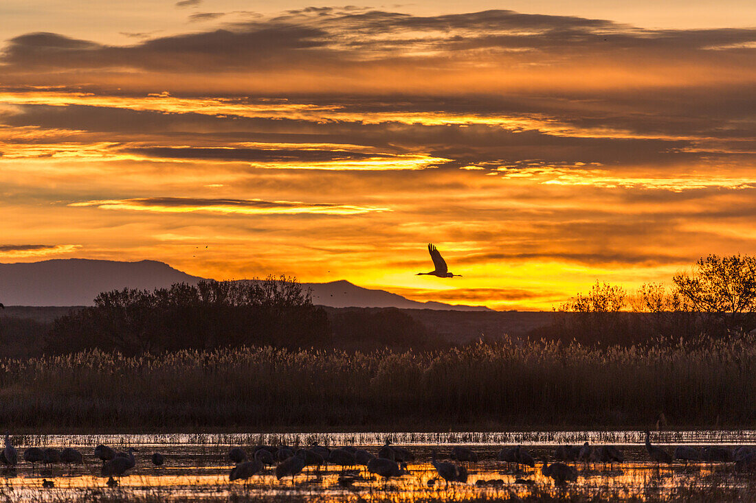 Ein Sandhügelkranich fliegt vor Sonnenaufgang über einen Teich im Bosque del Apache National Wildlife Refuge in New Mexico