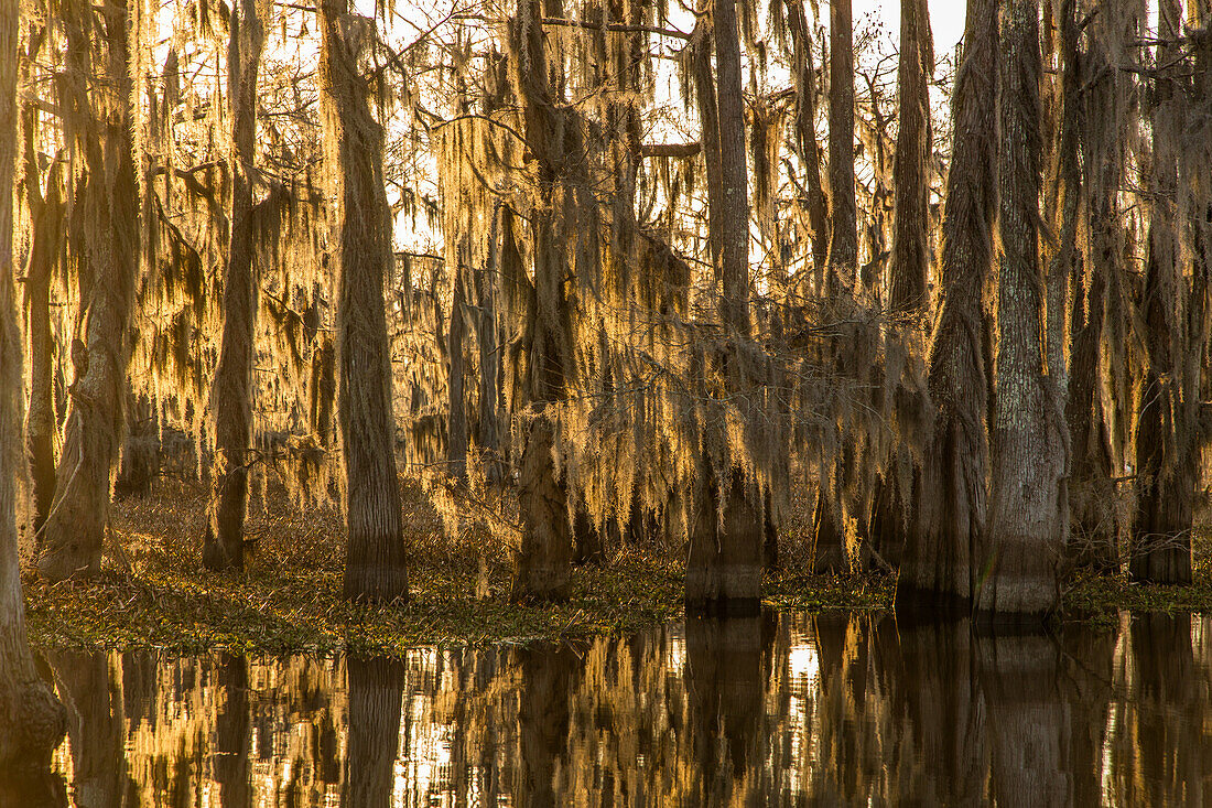 Golden sunrise light on bald cypress trees draped with Spanish moss in a lake in the Atchafalaya Basin in Louisiana. Invasive water hyacinth covers the water.