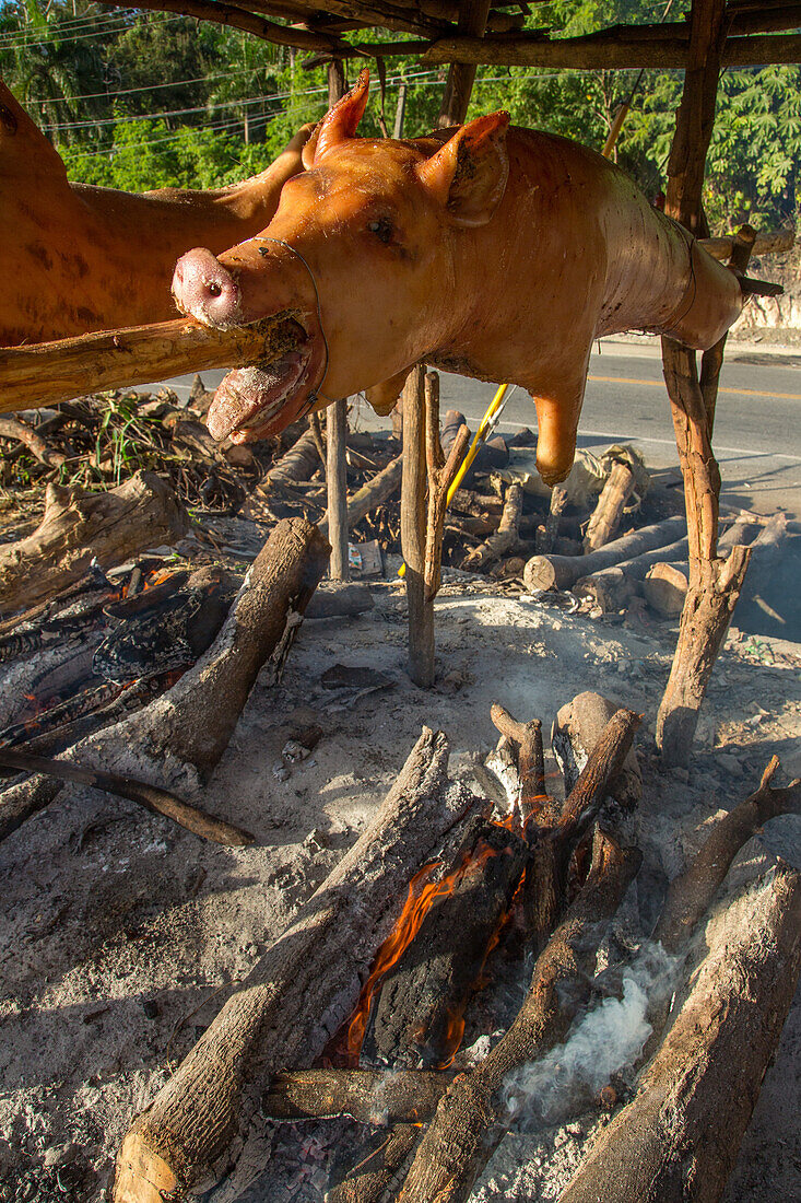 Roasting whole pigs outside on wooden spits over an open wood fire by a roadside in Haina, Dominican Republic.