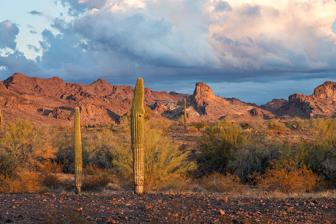 Saguaro-Kakteen mit den Plomosa Mountains bei Sonnenuntergang in der Sonoran-Wüste bei Quartzsite, Arizona