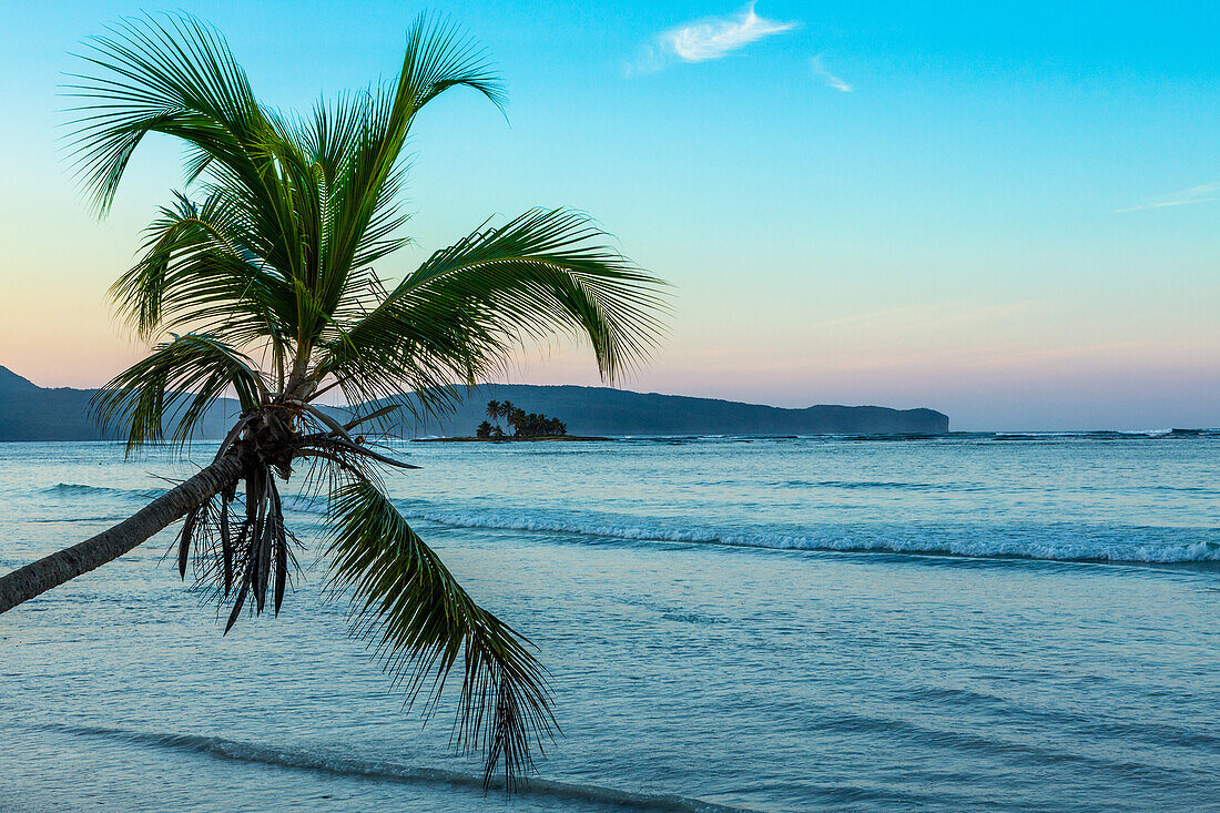 Eine gebogene Kokospalme über dem Strand von Bahia de Las Galeras auf der Halbinsel Samana, Dominikanische Republik