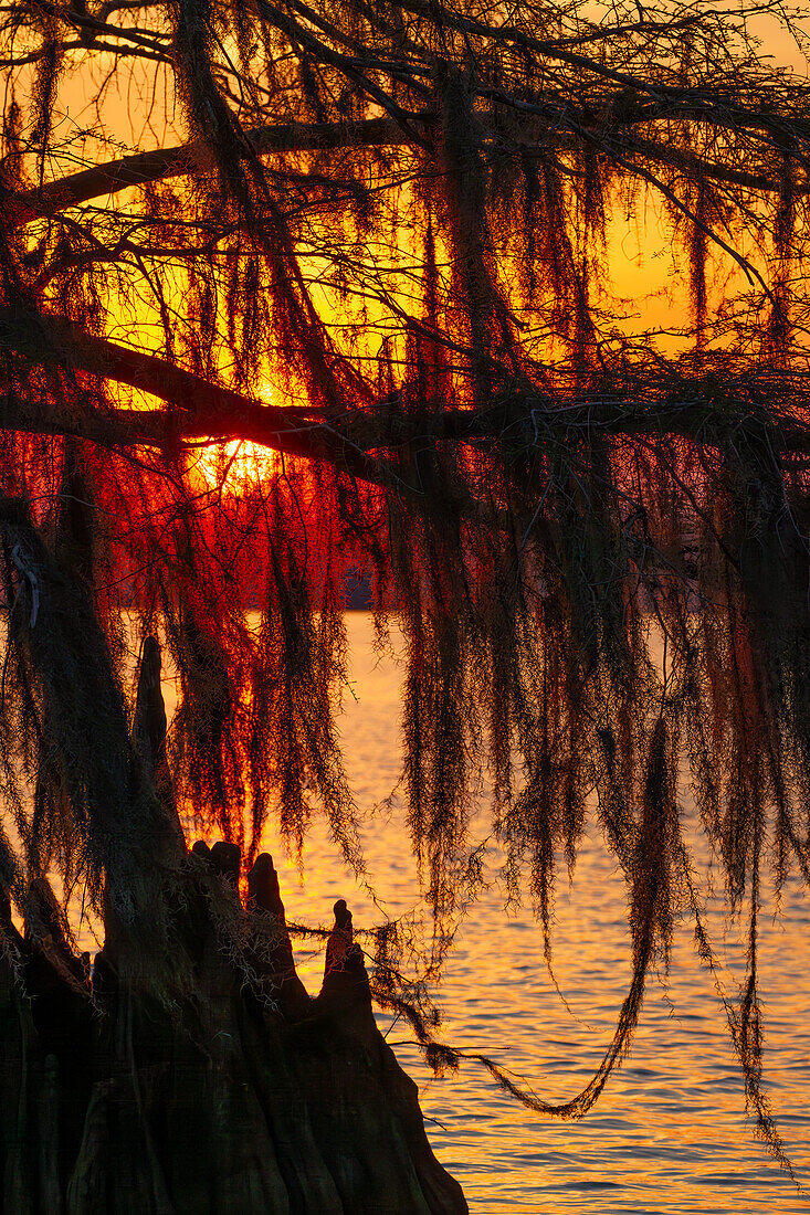 Sonnenuntergang durch spanisches Moos auf einer uralten Sumpfzypresse im Dauterive-See im Atchafalaya-Becken in Louisiana