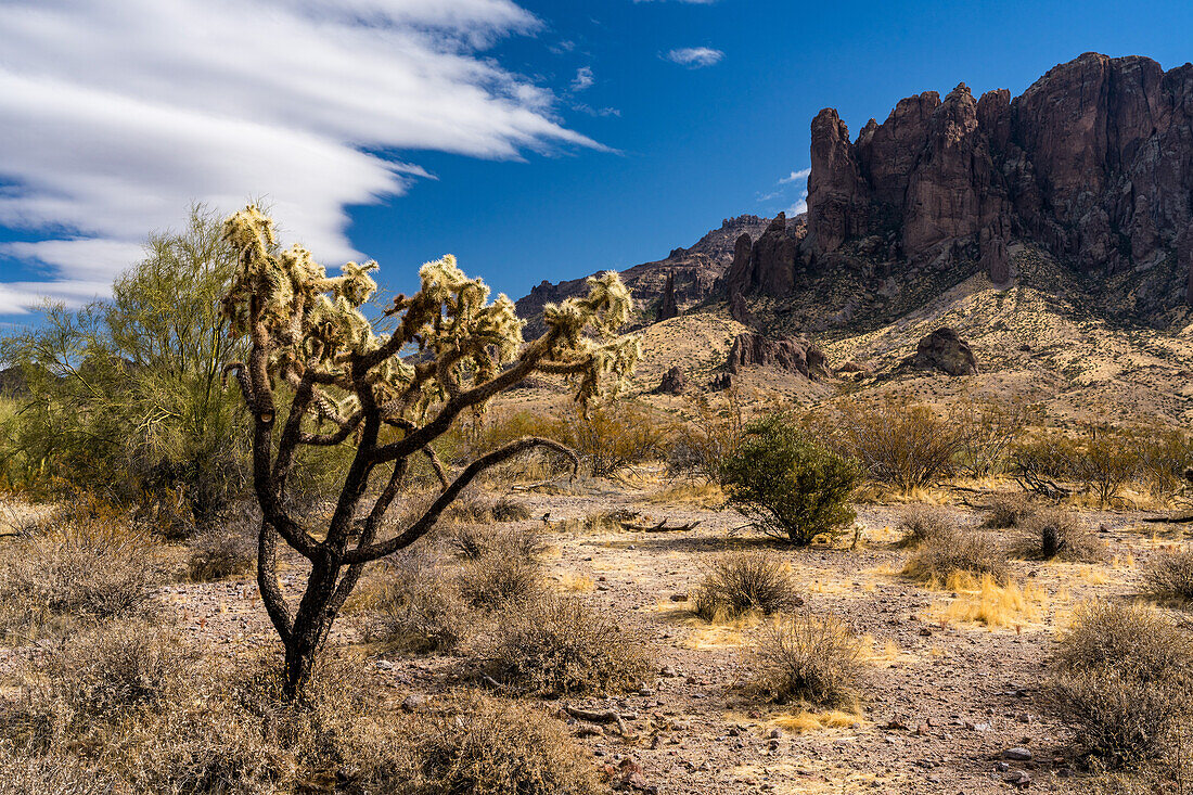 Chainfruit cholla and Superstition Mountain. Lost Dutchman State Park, Apache Junction, Arizona.