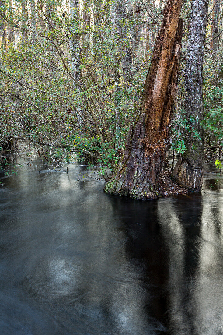 A forest of Water Tupelo Trees, Nyssa aquatica, in a swamp in the Panhandle of northern Florida.