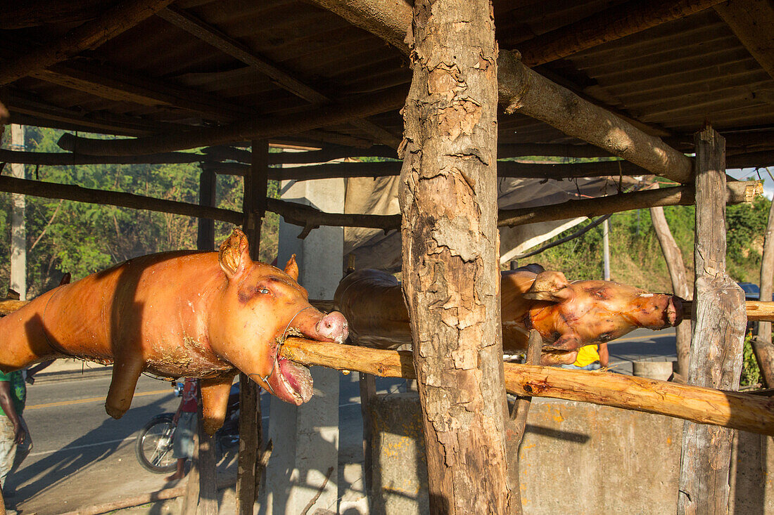 Roasting whole pigs outside on wooden spits over an open wood fire by a roadside in Haina, Dominican Republic.