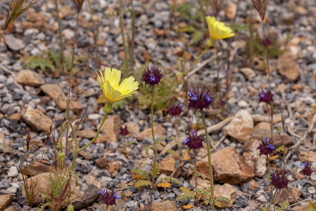 Wüstenchia und Wüstenlöwenzahn, blühen im Frühjahr in der Mojave-Wüste im Death Valley National Park, Kalifornien