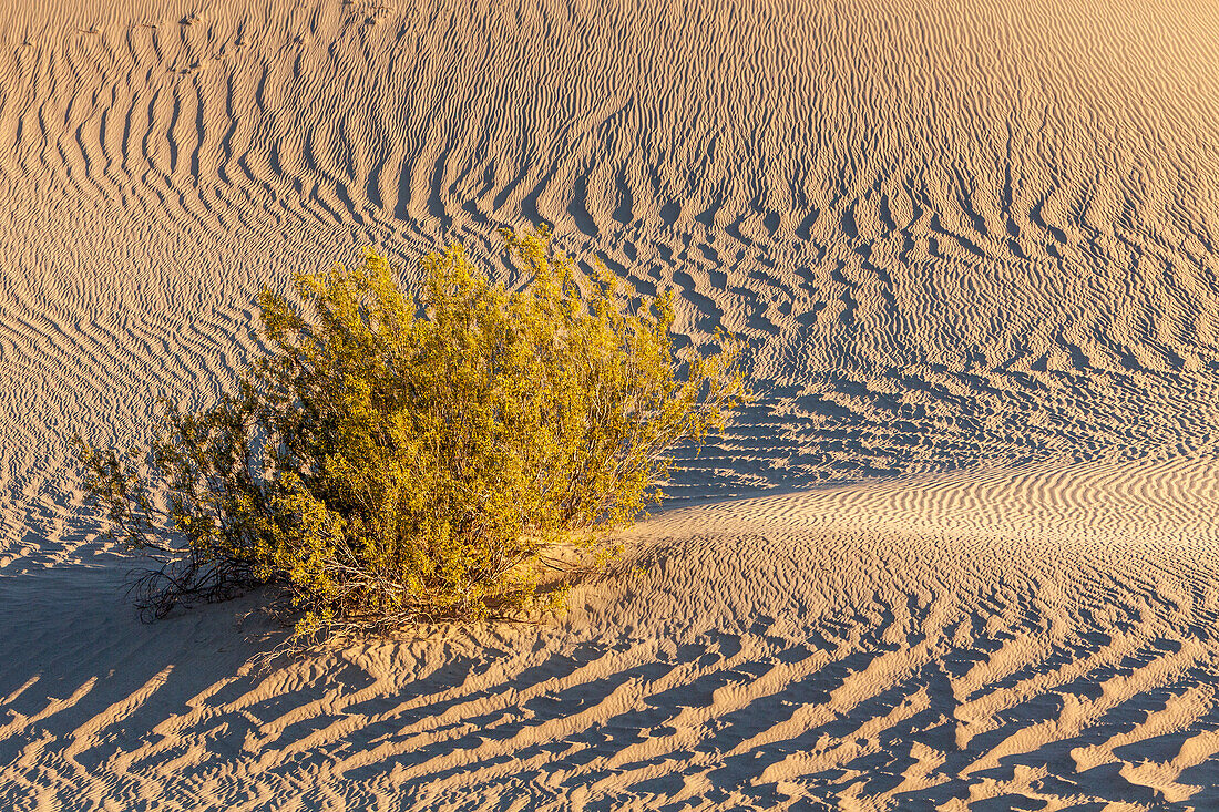 Ein Strauch, der in den Mesquite Flat Sanddünen in der Nähe von Stovepipe Wells in der Mojave-Wüste im Death Valley National Park in Kalifornien wächst