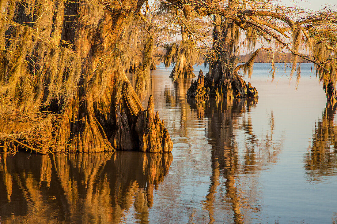 Cypress knees and old-growth bald cypress trees in Lake Dauterive in the Atchafalaya Basin or Swamp in Louisiana.