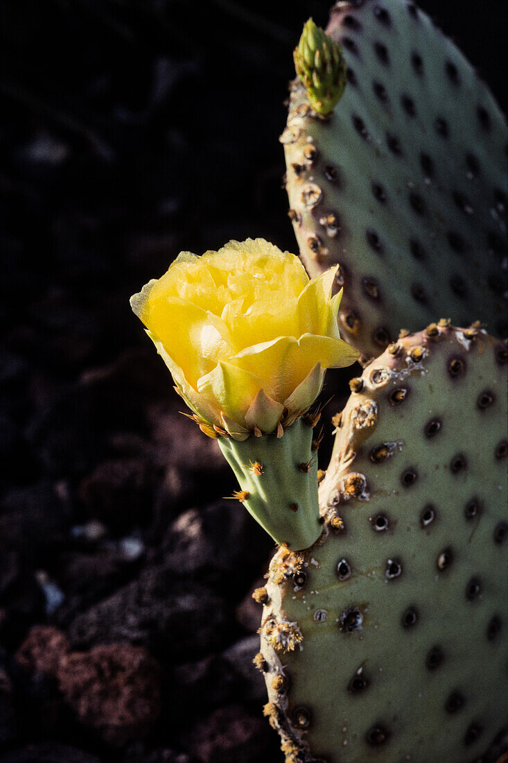 A Blind Prickly Pear Cactus, Opuntia rufida, in bloom in BIg Bend National Park in Texas.