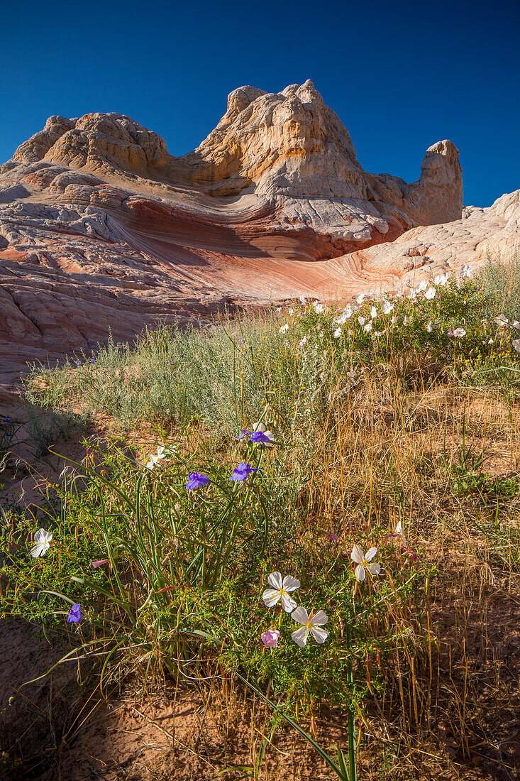 Wildflowers in bloom in the White Pocket Recreation Area, Vermilion Cliffs National Monument, Arizona.