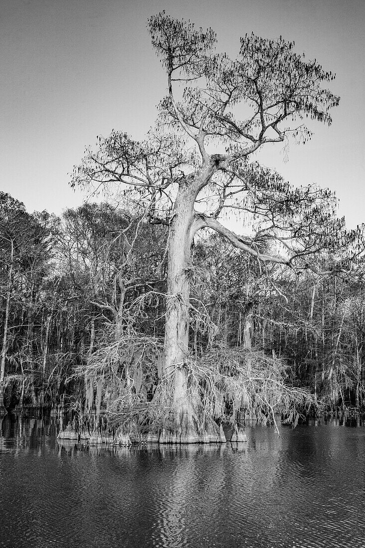 Old-growth bald cypress trees in Lake Dauterive in the Atchafalaya Basin or Swamp in Louisiana.