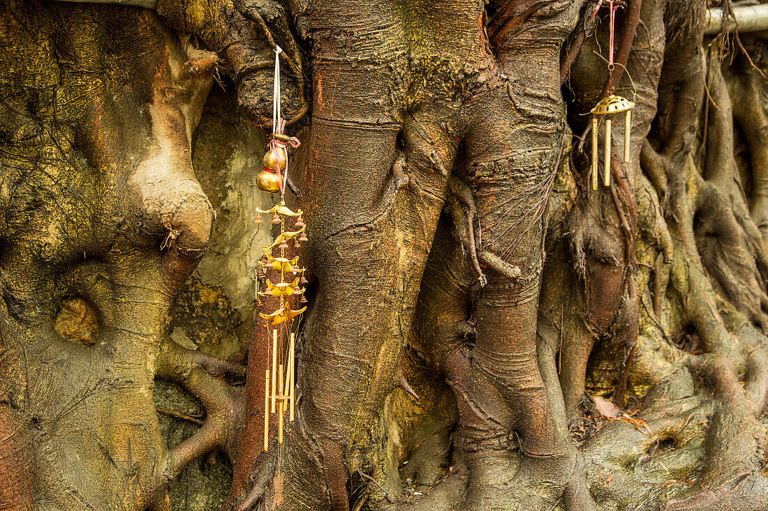 Wind chimes hanging from the roots of a banyan tree in Hong Kong, China.