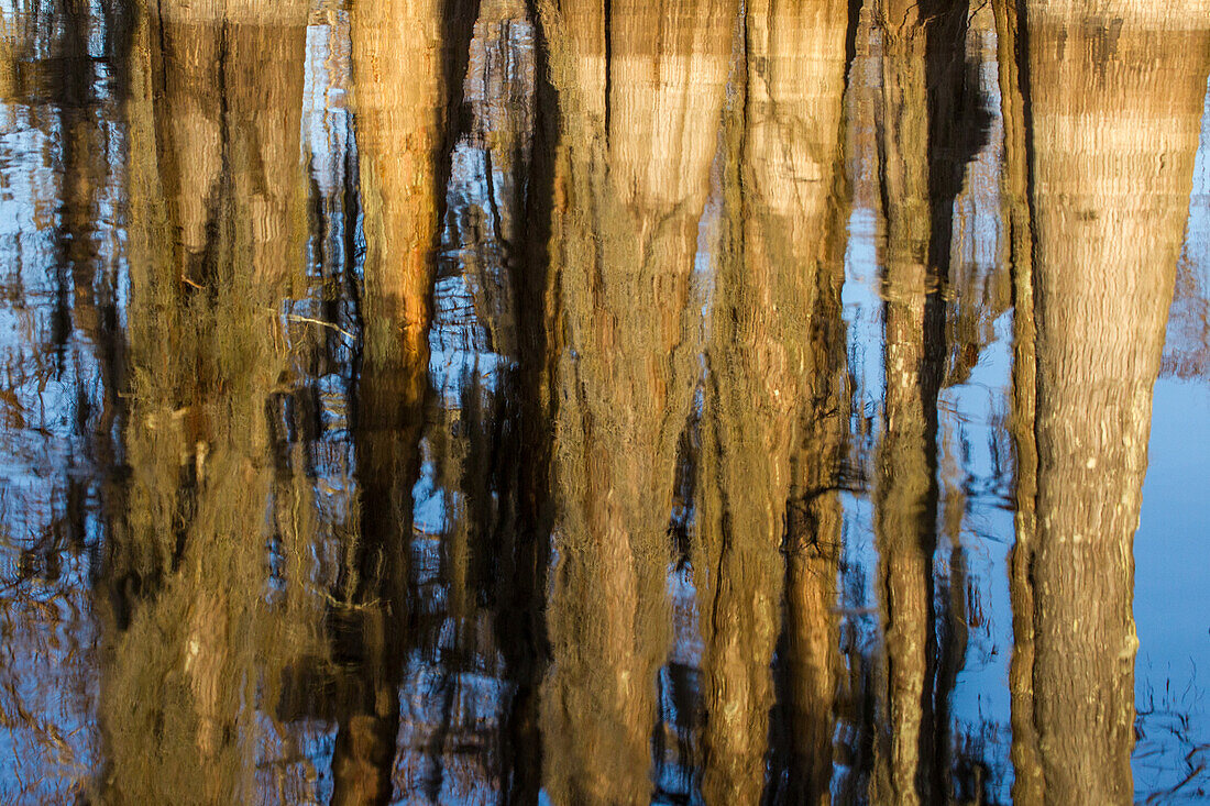 Kahle Zypressenstämme spiegeln sich in einem See im Atchafalaya-Becken in Louisiana