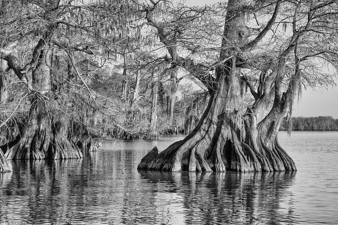 Old-growth bald cypress trees in Lake Dauterive in the Atchafalaya Basin or Swamp in Louisiana.