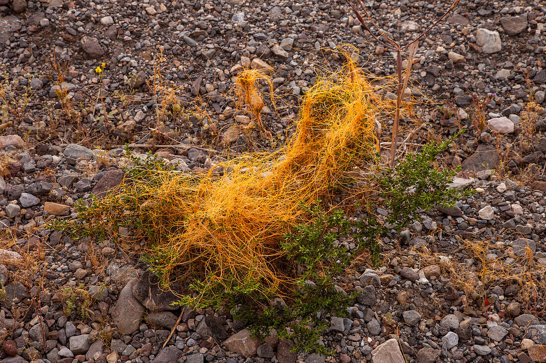 Kleinzahntang, Cuscuta denticulata, ist eine parasitäre Pflanze, die als Weinstock wächst. Death Valley National Park, Kalifornien. Auch bekannt als Hexenhaar