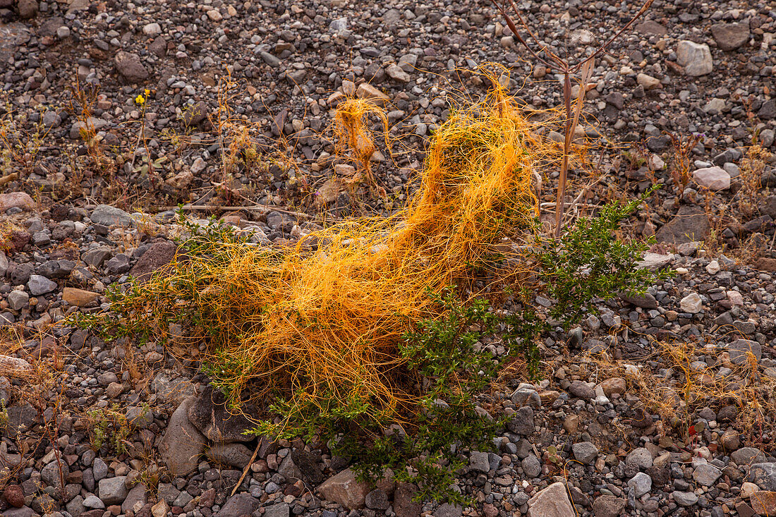 Small-tooth Dodder, Cuscuta denticulata, is a parasitic plant that grows as a vine. Death Valley National Park, California. Also known as Witch's Hair.