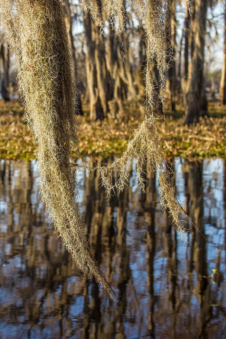 Spanisches Moos hängt an einer Sumpfzypresse im Atchafalaya-Becken in Louisiana